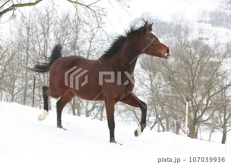 Amazing horse moving in winter 107039936