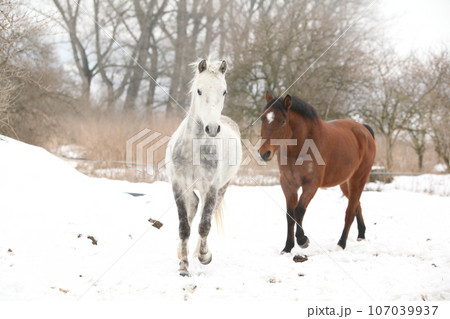 Two nice horses in winter 107039937