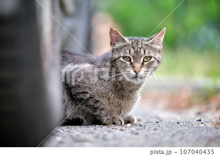 Big gray stray cat resting under parked car on steet outdoors in summer 107040435