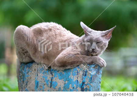 Big gray angry looking Sphinx breed stray cat resting on steet outdoors in summer 107040438