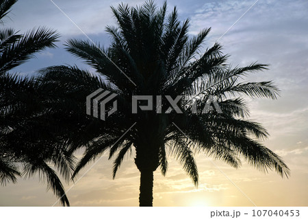 Beautiful green coconut palm trees on tropical beach against evening sky. Summer vacation concept Beautiful green coconut palm trees on tropical beach against evening sky. Summer vacation concept 107040453