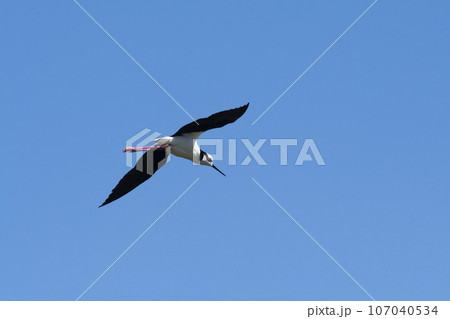 Southern Stilt, Himantopus melanurus in flight, La Pampa Province, Patagonia, Argentina 107040534