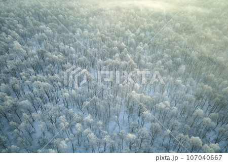 Aerial view of snow covered white forest with frozen trees in cold winter. Dense wild woodland in wintertime 107040667