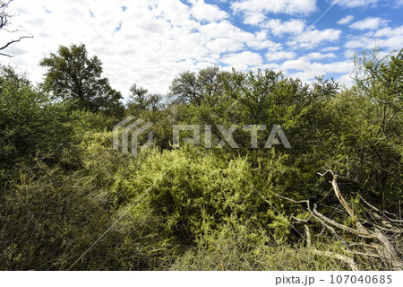 Calden forest landscape, La Pampa province, Patagonia, Argentina. 107040685