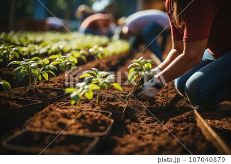 Women gardener manually planting greens and salad in vegetable garden. Generative AI 107040879