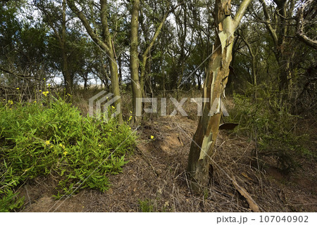 Calden forest landscape, Geoffraea decorticans plants, La Pampa province, Patagonia, Argentina. Calden forest landscape, Geoffraea decorticans plants, La Pampa province, Patagonia, Argentina. 107040902