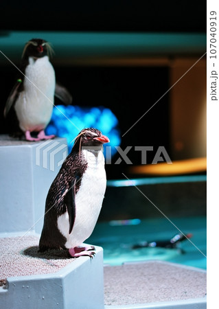 キタイワトビペンギン 107040919