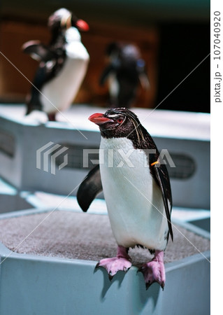 キタイワトビペンギン 107040920