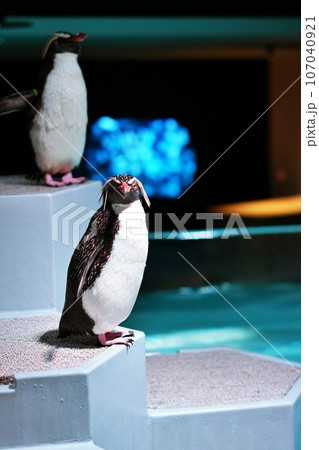 キタイワトビペンギン 107040921