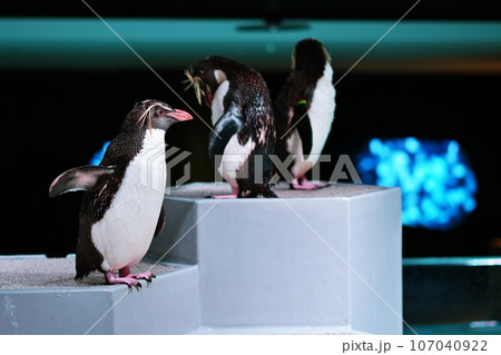 キタイワトビペンギン 107040922
