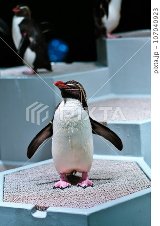 キタイワトビペンギン 107040923