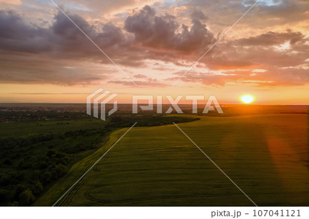 Aerial landscape view of yellow cultivated agricultural field with ripe wheat on vibrant summer evening 107041121