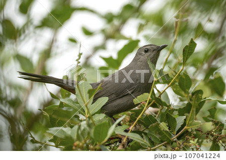 A Gray Catbird bird perched on a tree branch in summer Florida shrubs 107041224