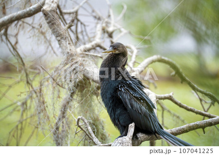 A big anhinga bird resting on tree branch in Florida wetlands 107041225