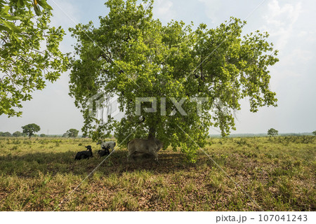 Pantanal countryside landscape, Mato Grosso province, Brazil 107041243