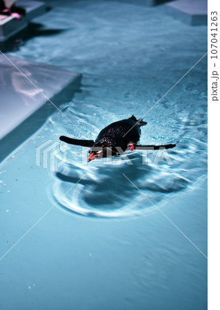 泳ぐキタイワトビペンギン 107041263