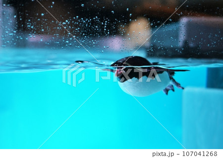 泳ぐキタイワトビペンギン 107041268