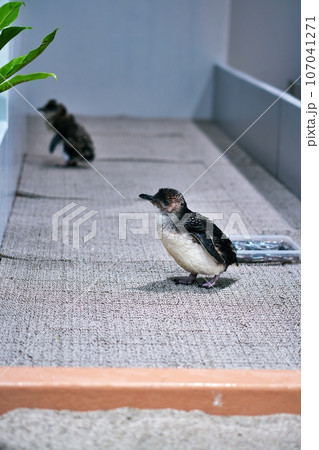 フェアリーペンギン 107041271