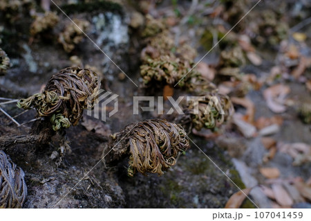 イワヒバ 107041459