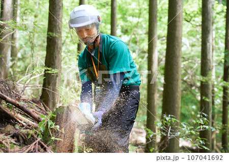 森にてチェンソーで木を切る男性 林業 伐採 イメージ 森にてチェンソーで木を切る男性 林業 伐採 イメージ 107041692