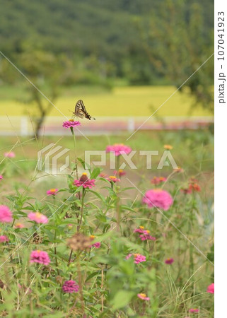 北杜市白州町、百日草の花から給餌するキアゲハ 北杜市白州町、百日草の花から給餌するキアゲハ 107041923