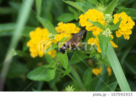 ホバリングしながら黄色いランタナの密を吸うホウジャク 107042933