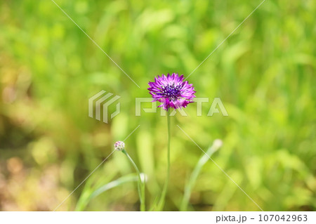 ヤグルマギクの花 107042963