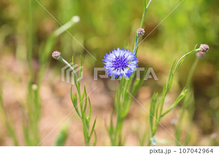 ヤグルマギクの花 107042964