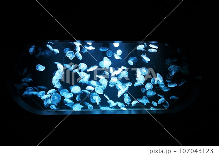 水槽のクラゲ 107043123