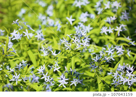 チョウジソウの花 チョウジソウの花 107043159