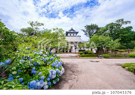 （北海道）紫陽花咲く松前城 107043376