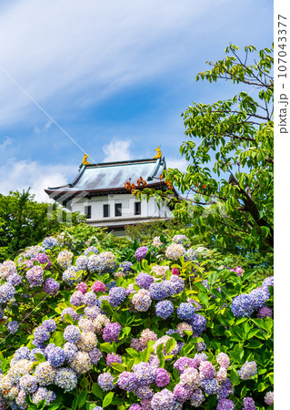 （北海道）紫陽花咲く松前城 107043377