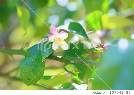 レモンの花 レモンの花 107043483