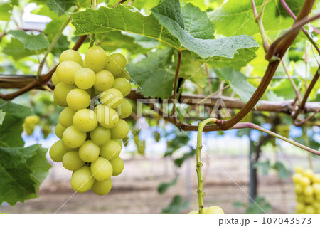 完熟したシャインマスカット　ぶどう狩り　宮城県仙台市 107043573