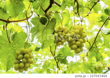 完熟したシャインマスカット ぶどう狩り 宮城県仙台市 完熟したシャインマスカット ぶどう狩り 宮城県仙台市 107043866