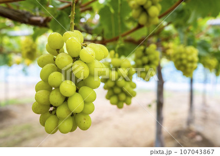 完熟したシャインマスカット ぶどう狩り 宮城県仙台市 完熟したシャインマスカット ぶどう狩り 宮城県仙台市 107043867