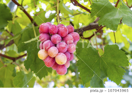 クイーンニーナのぶどう狩り　宮城県仙台市 107043965