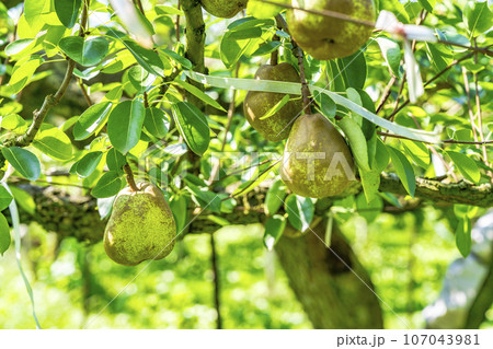 収穫間際のラ・フランス（洋梨）の果実　山形県上山市 107043981