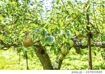 収穫間際のラ・フランス（洋梨）の果実　山形県上山市 107043984