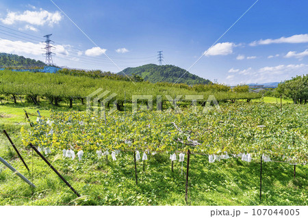 秋の果樹園　ぶどう畑とりんごの木　山形県上山市 107044005
