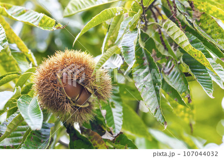 秋の味覚　栗の木と毬栗（いがぐり）　栃木県宇都宮市 107044032