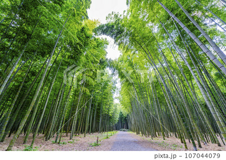 秋の竹林と小径　栃木県宇都宮市 107044079