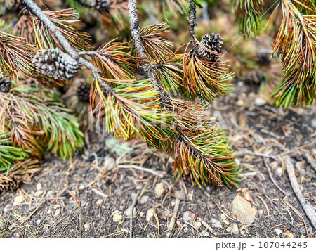 Selective focus on browning coniferous tree needles showing plant stress. Selective focus on browning coniferous tree needles showing plant stress. 107044245