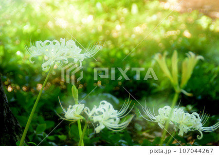 秋の花：ヒガンバナ　秋のお彼岸頃に咲く植物。赤または白色の花弁が特徴的な花。 107044267