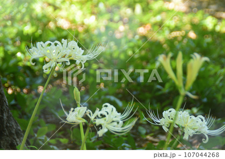 秋の花：ヒガンバナ　秋のお彼岸頃に咲く植物。赤または白色の花弁が特徴的な花。 107044268