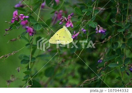 秋の七草 ハギの花とモンキチョウ（紋黄蝶） 107044332