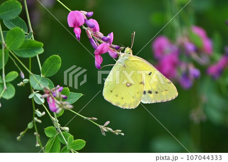 秋の七草 ハギの花とモンキチョウ（紋黄蝶） 107044333