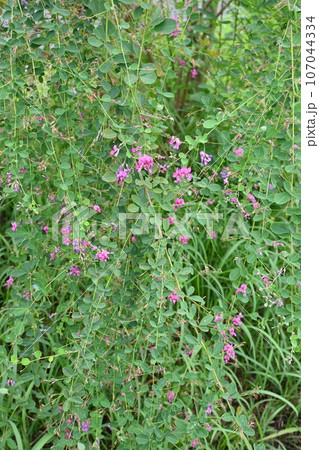 秋の七草 ハギの花とモンキチョウ（紋黄蝶） 107044334