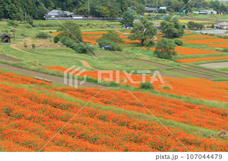 キバナコスモス咲く国営アルプスあづみの公園 キバナコスモス咲く国営アルプスあづみの公園 107044479