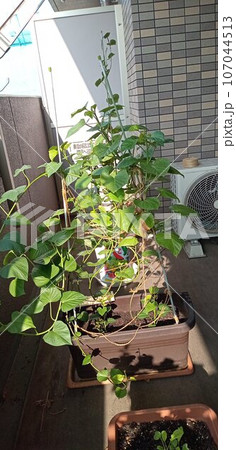 ベランダで植えたサツマイモ 107044513